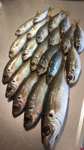 アジの釣果