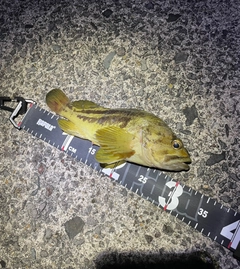 シマソイの釣果