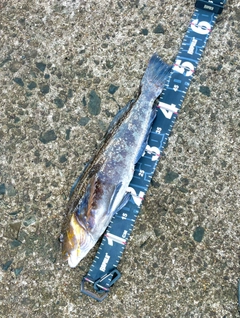 アイナメの釣果