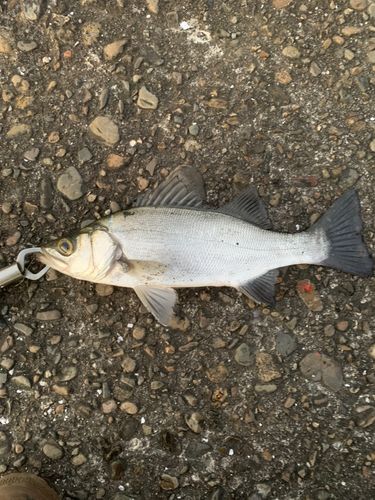 セイゴ（ヒラスズキ）の釣果