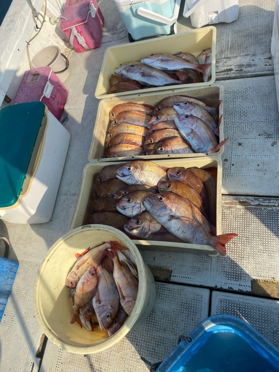 HSSEAWさんの釣果 2枚目の画像