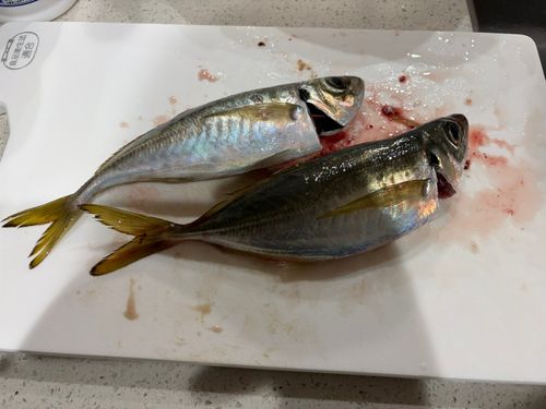 とっとパーク小島