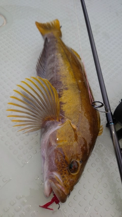 アイナメの釣果