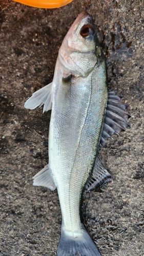 セイゴ（マルスズキ）の釣果