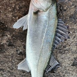 セイゴ（マルスズキ）