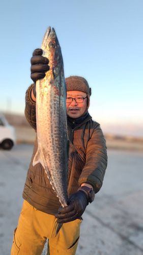 サワラの釣果
