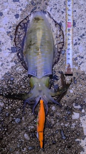 アオリイカの釣果