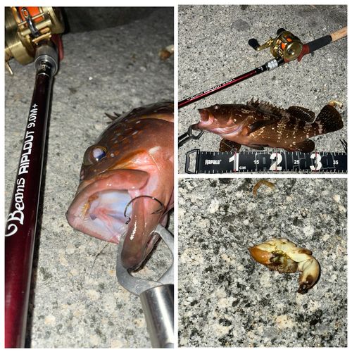 キジハタの釣果