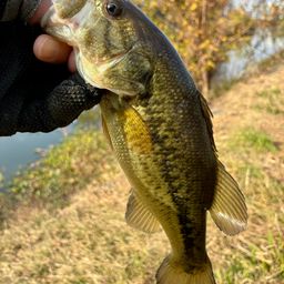 ラージマウスバス