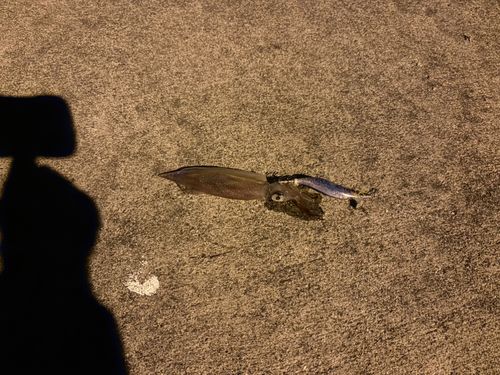 イカの釣果