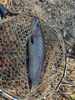 ニジマスの釣果