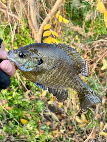 ブルーギルの釣果