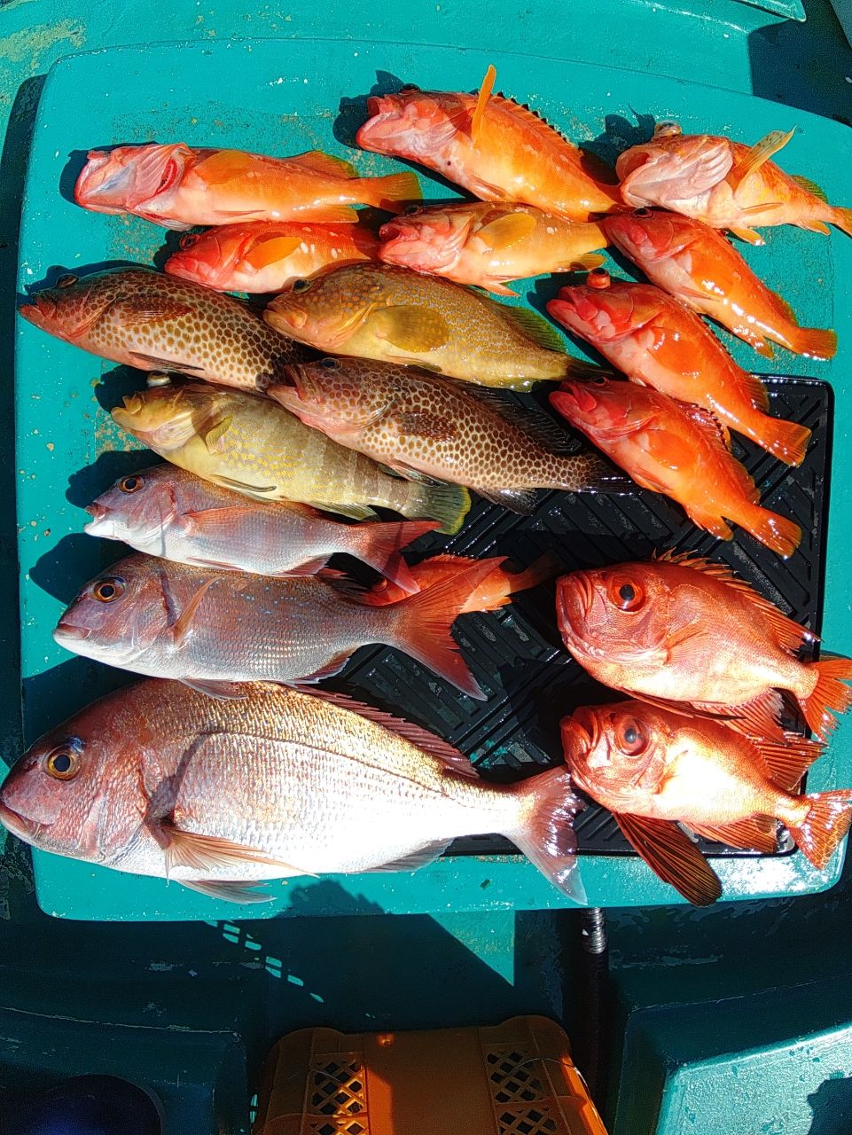 ヒサマルさんの釣果 1枚目の画像