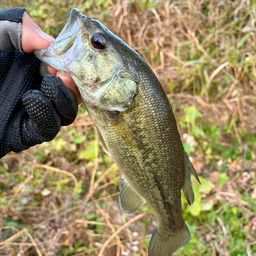 ラージマウスバス