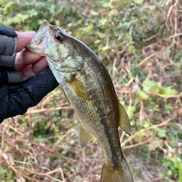 ラージマウスバス