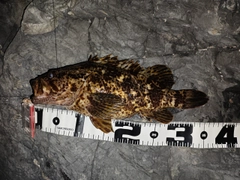 タケノコメバルの釣果