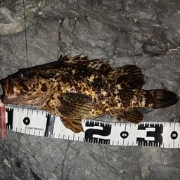 タケノコメバル