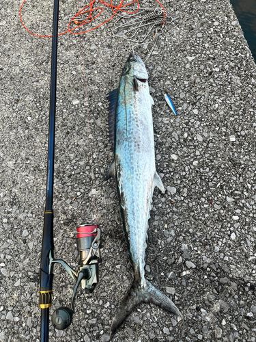 サワラの釣果