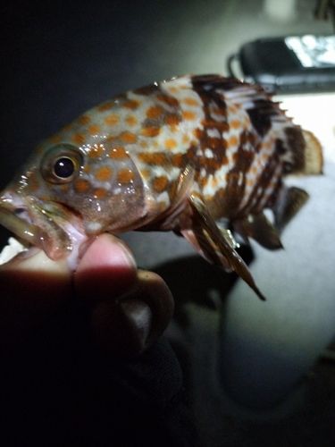 キジハタの釣果