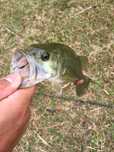 ラージマウスバスの釣果