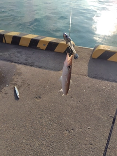 カマスの釣果