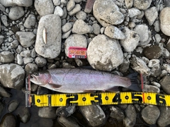 ニジマスの釣果