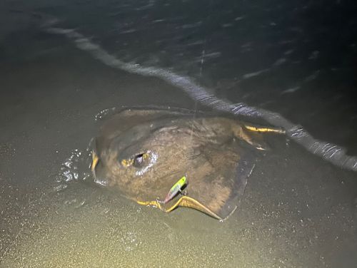 アカエイの釣果