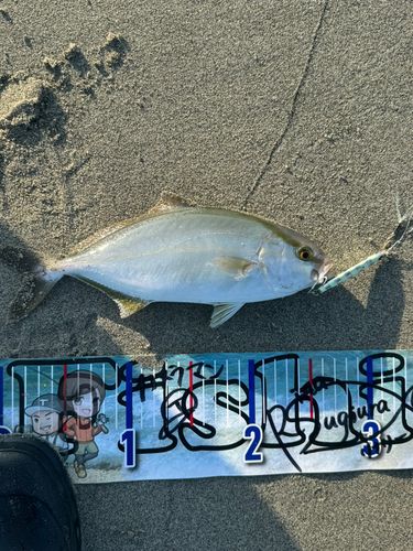 カンパチの釣果