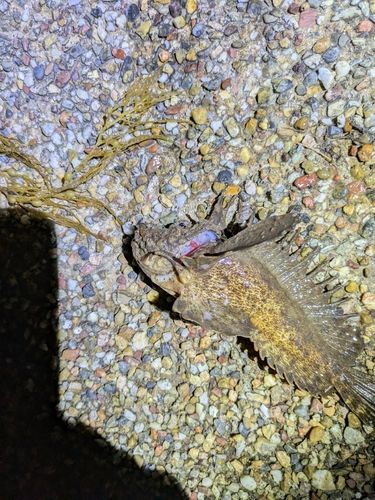 オニオコゼの釣果