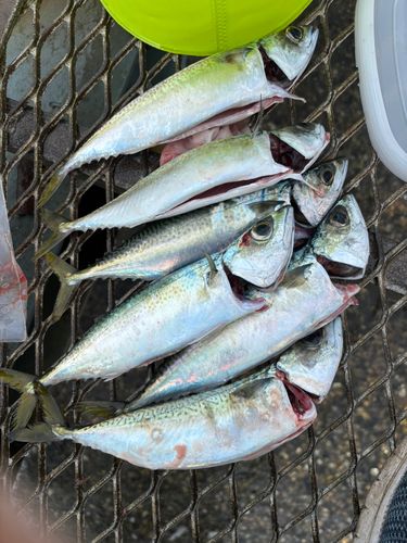 サバの釣果
