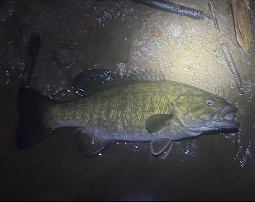 スモールマウスバスの釣果