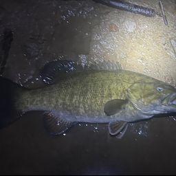 スモールマウスバス