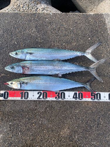サゴシの釣果