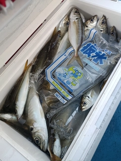 マアジの釣果