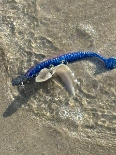 シタビラメの釣果