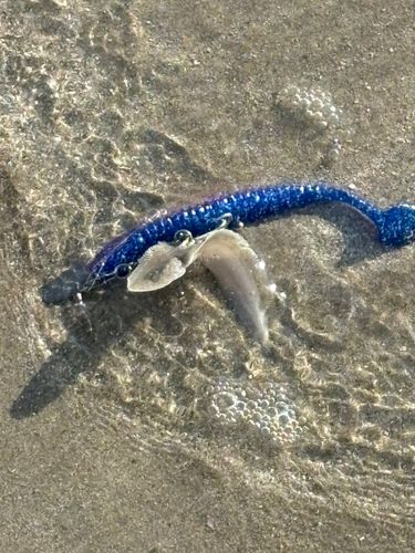 シタビラメの釣果