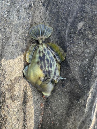 カワハギの釣果