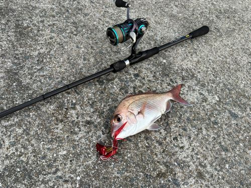 マダイの釣果