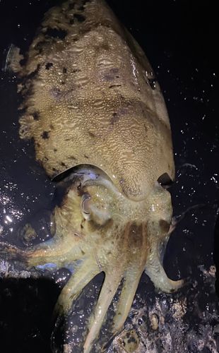 モンゴウイカの釣果