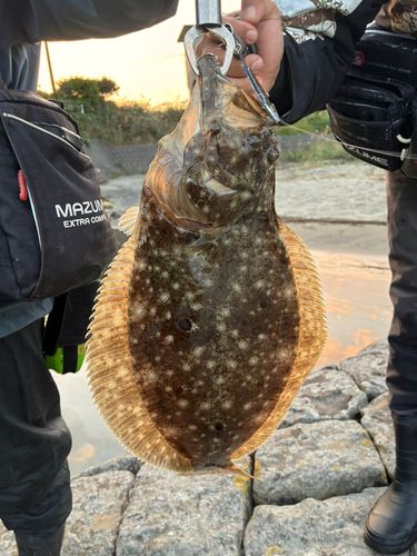 ヒラメの釣果