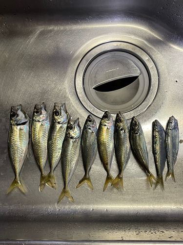 アジの釣果