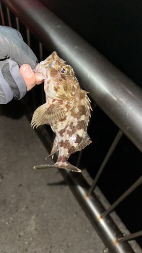 新舞子マリンパーク