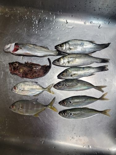 セイゴ（マルスズキ）の釣果