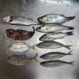 セイゴ（マルスズキ）