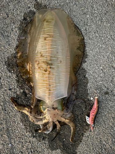 アオリイカの釣果