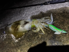 アオリイカの釣果