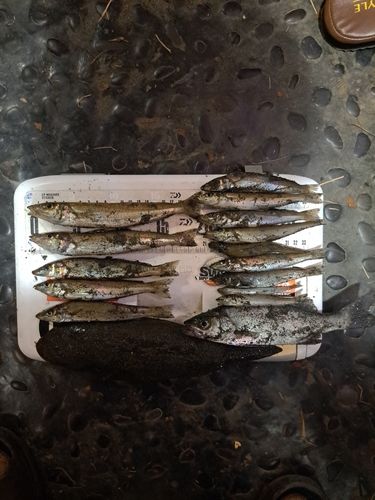 シロギスの釣果