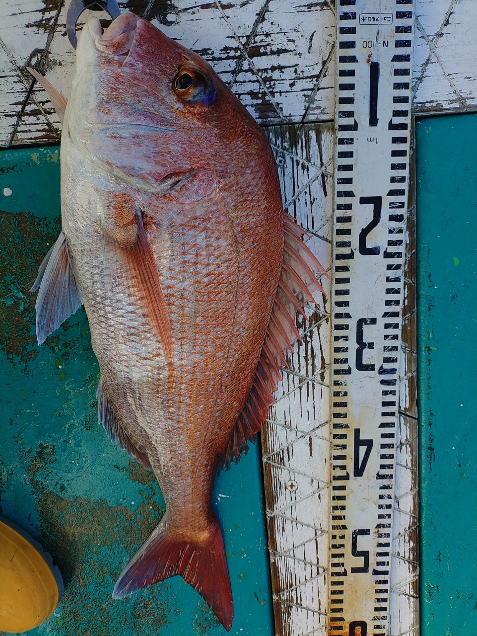 ヒサマルさんの釣果 3枚目の画像