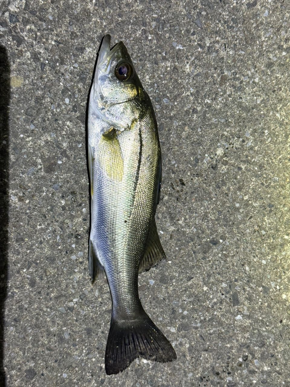 セイゴ（マルスズキ）