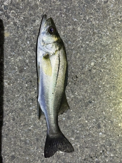 セイゴ（マルスズキ）の釣果